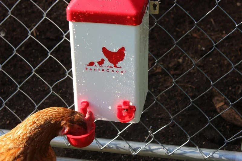 1 Gallon Chicken Waterer with 2 Auto-Fill Cups, Horizontal Nipples and Anti-Roost Cone - Image 4