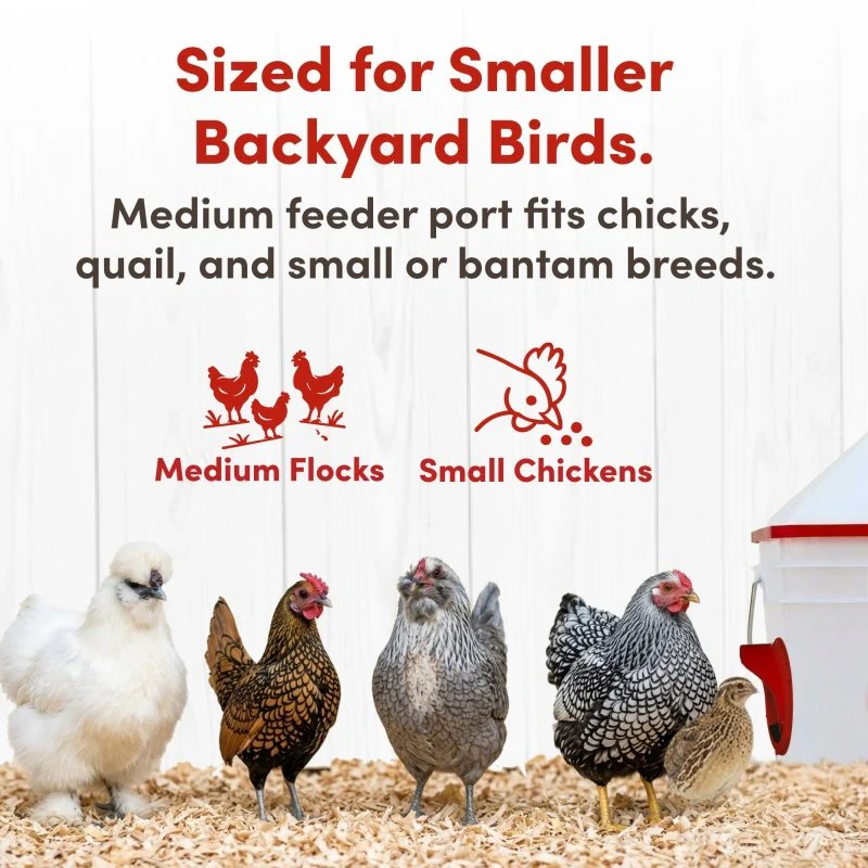RentACoop 10lb Chick2Chicken 4-Port Chicken Feeder - Image 6