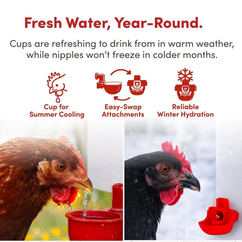 RentACoop 2 Gal Highrise Chicken Waterer with Auto-Fill Cups and Horizontal Nipples - Image 5