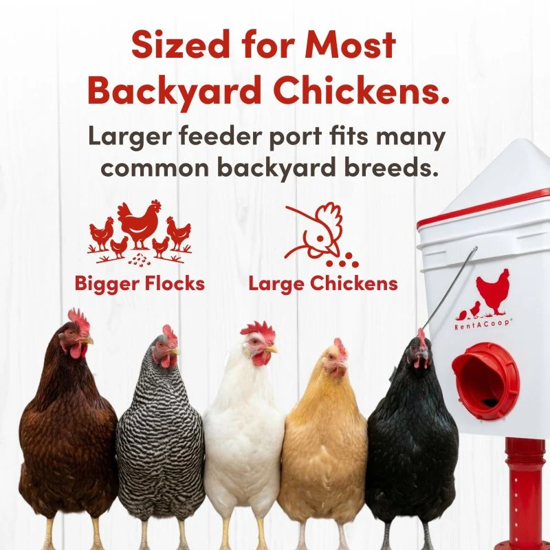 RentACoop 25lb BPA-Free Chicken Feeder with 4 Large Ports and Adjustable Stand - Center Placement - Image 6