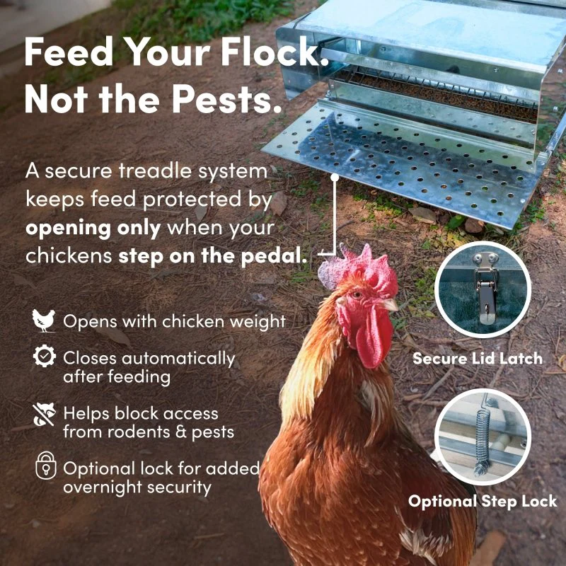 RentACoop 40 lb Automatic Treadle Chicken Feeder - Image 3