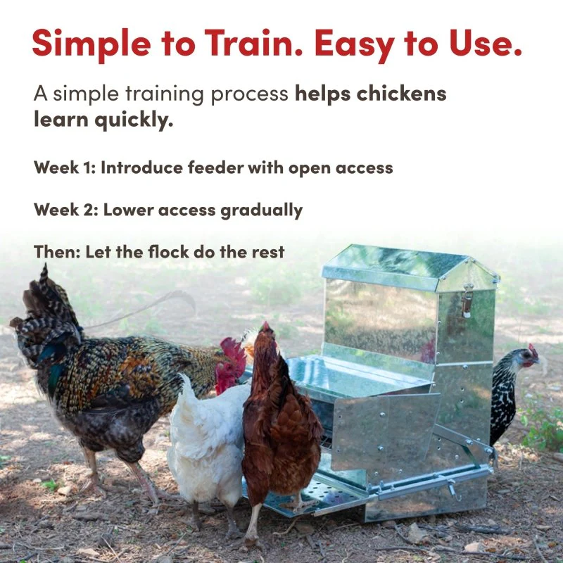 RentACoop 40 lb Automatic Treadle Chicken Feeder - Image 7