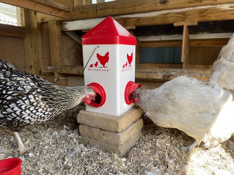 5lb Chick2Chicken BPA-Free 2-Port Chicken Feeder - Image 5