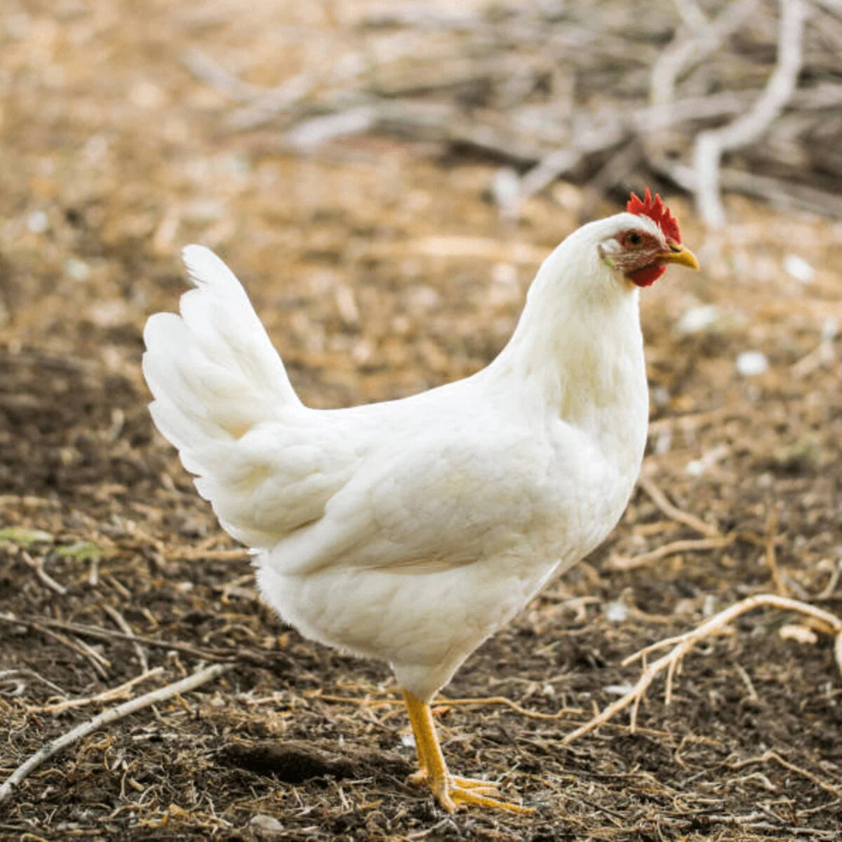 Austra White Chicken
