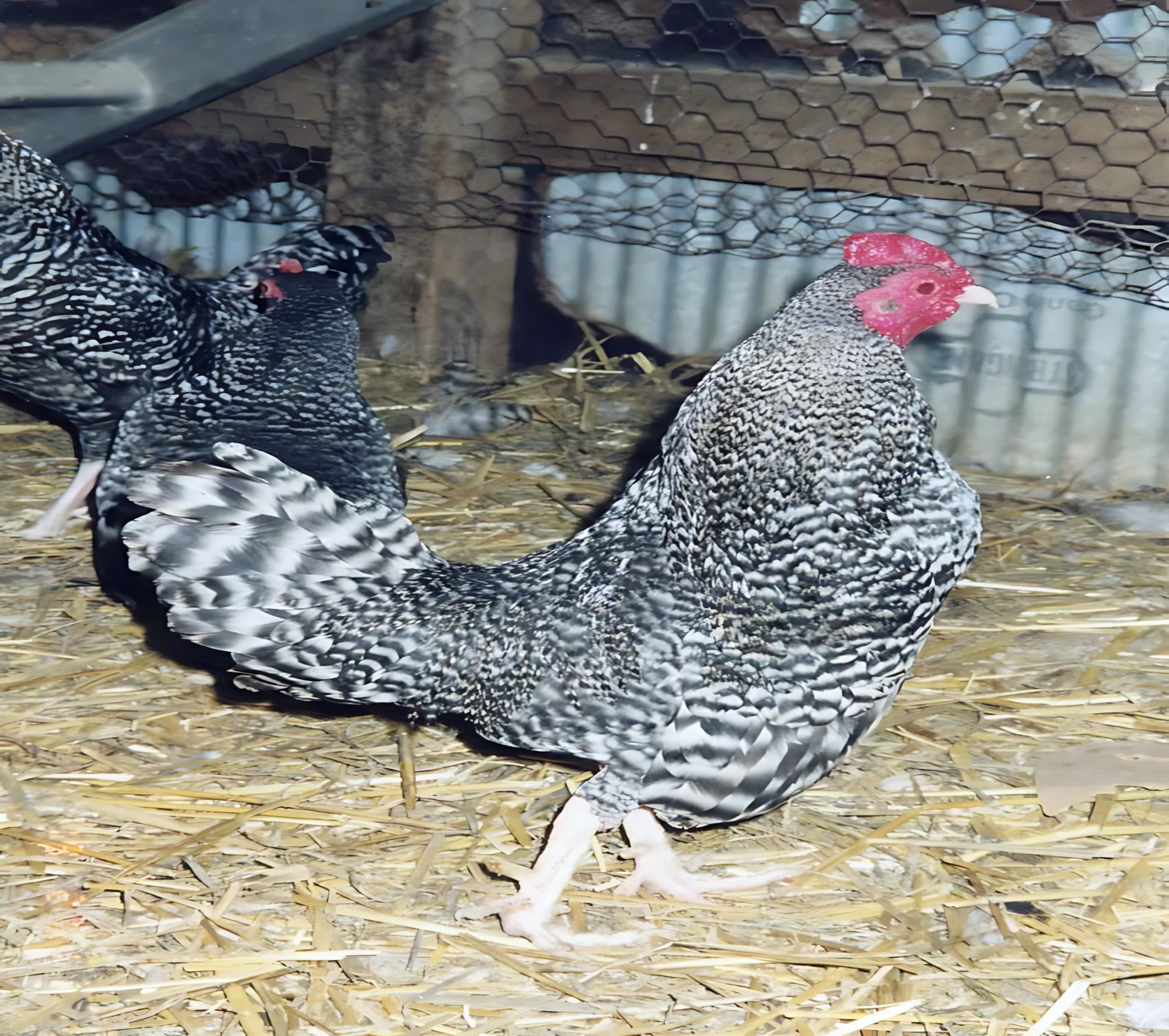 Barred Old English Game Bantam - Image 5