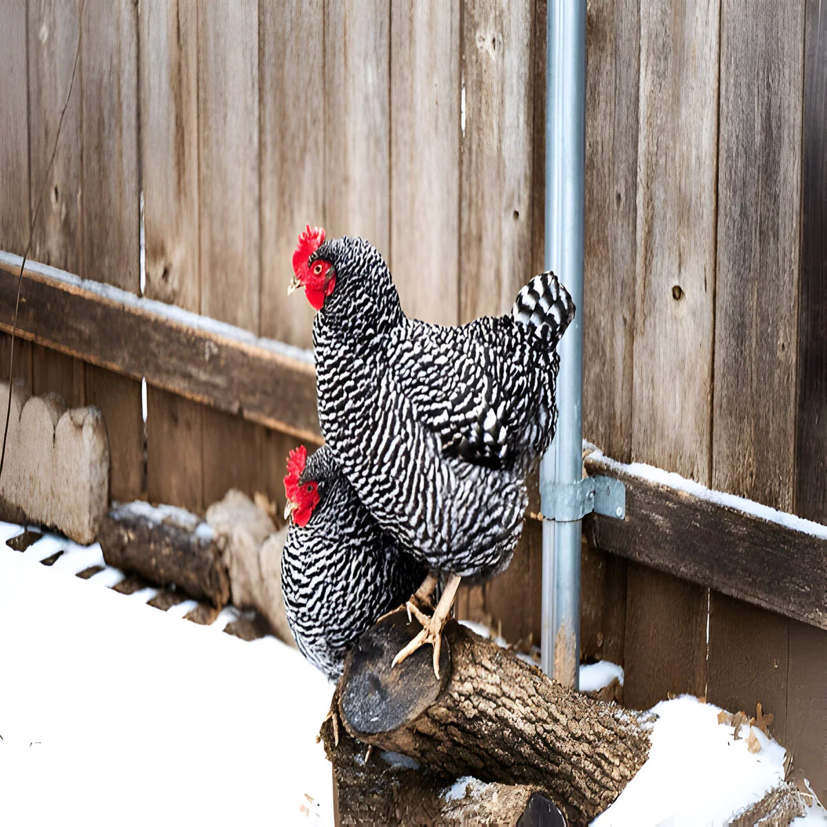 Barred Plymouth Rock - Image 2