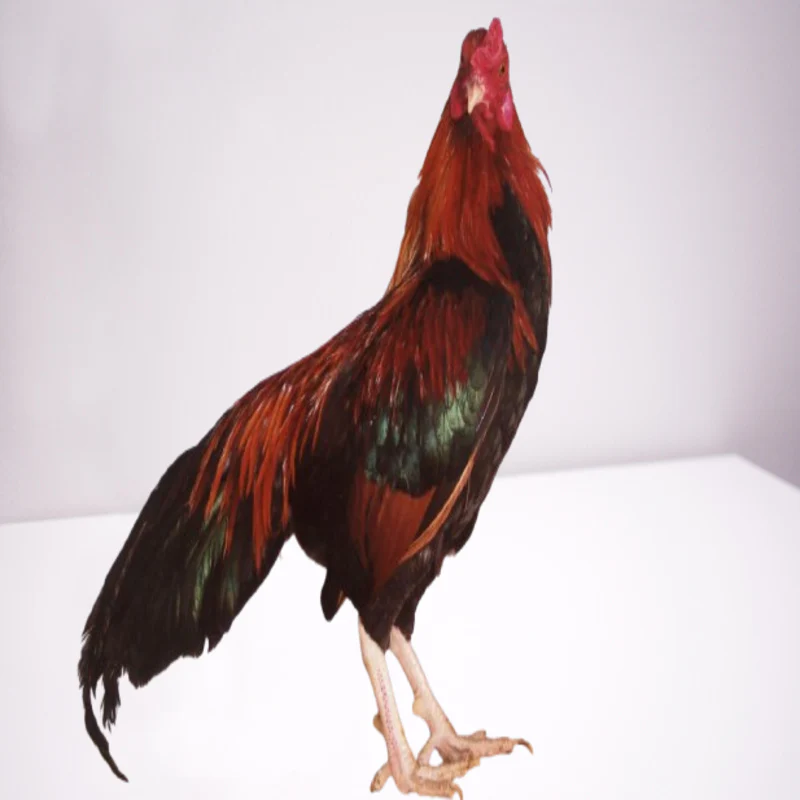 Black Breasted Red Cubalaya Bantam - Image 6