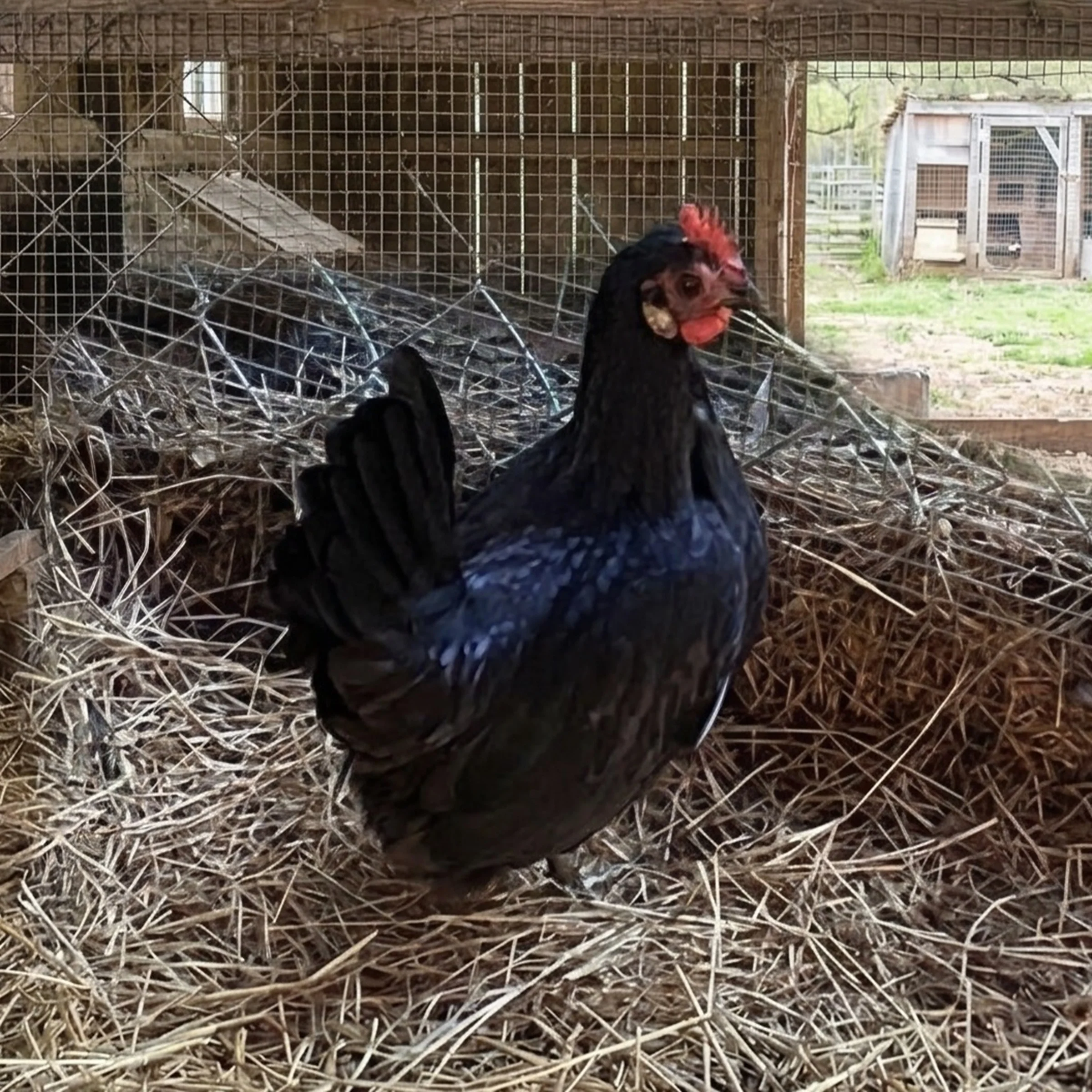 Black Japanese Bantam - Image 2