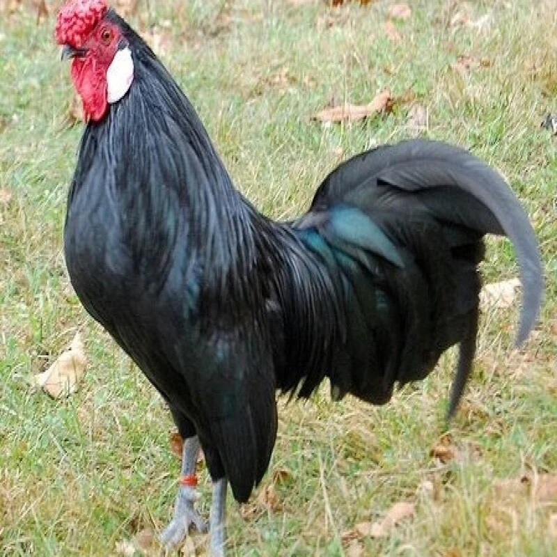 Black Rosecomb Bantam - Image 7