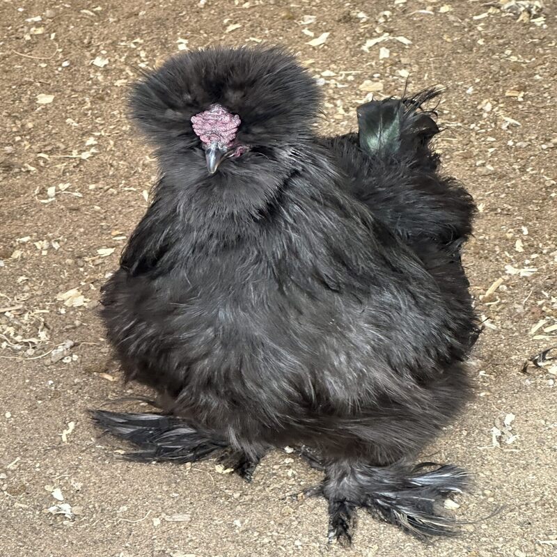 Black Silkie Bantam - Image 2