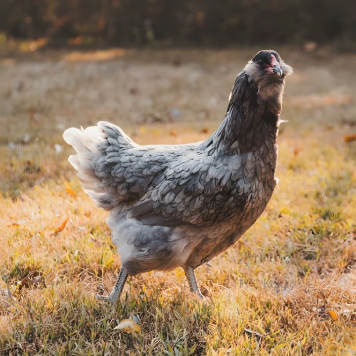 Blue Ameraucana - Image 5