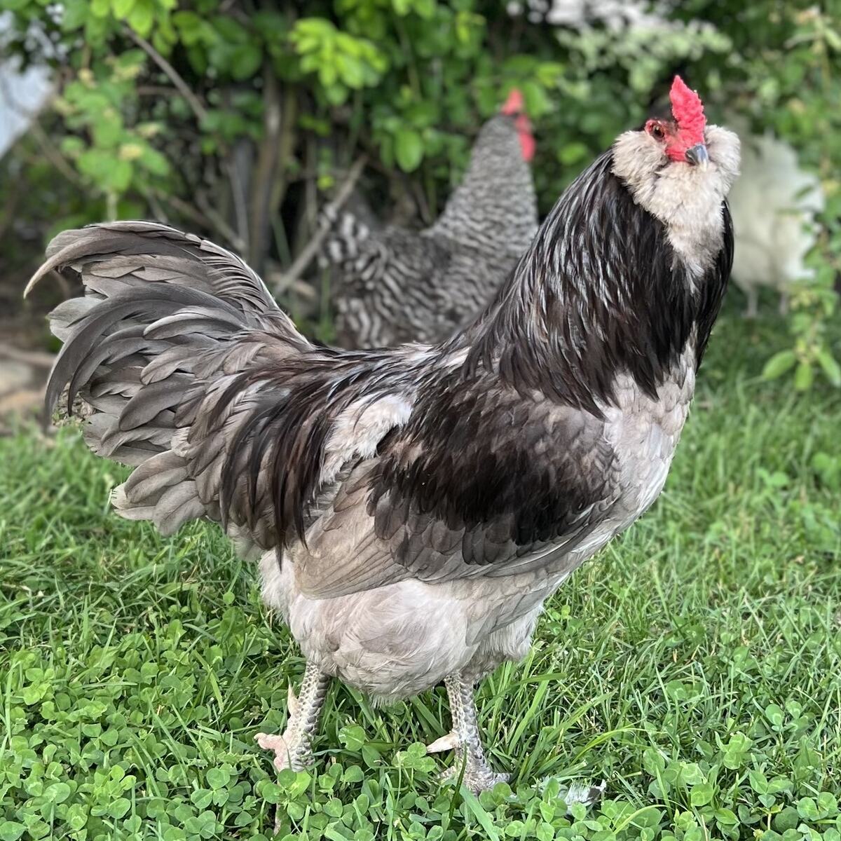 Blue Ameraucana - Image 6