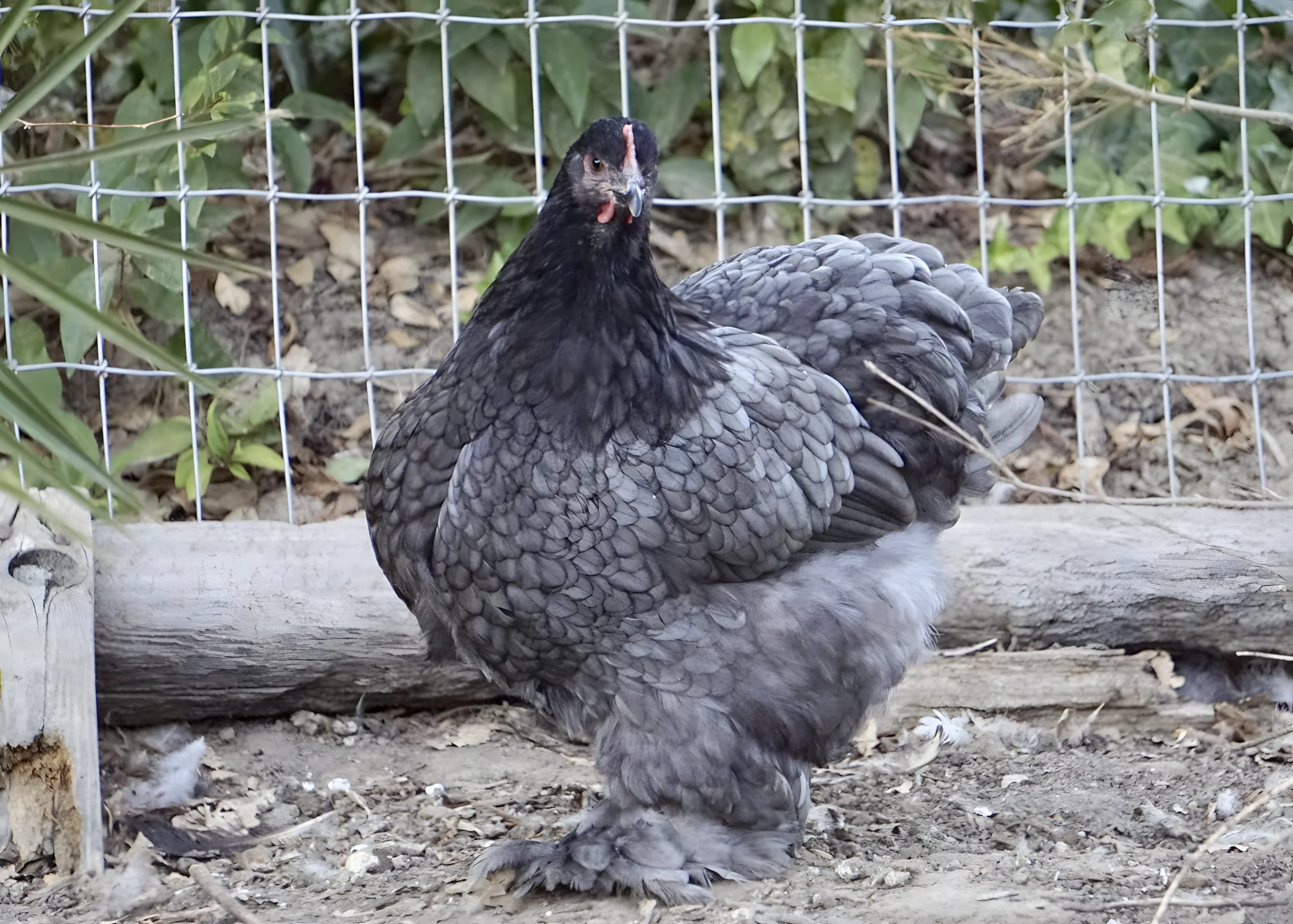 Blue Cochin Standard Chicken