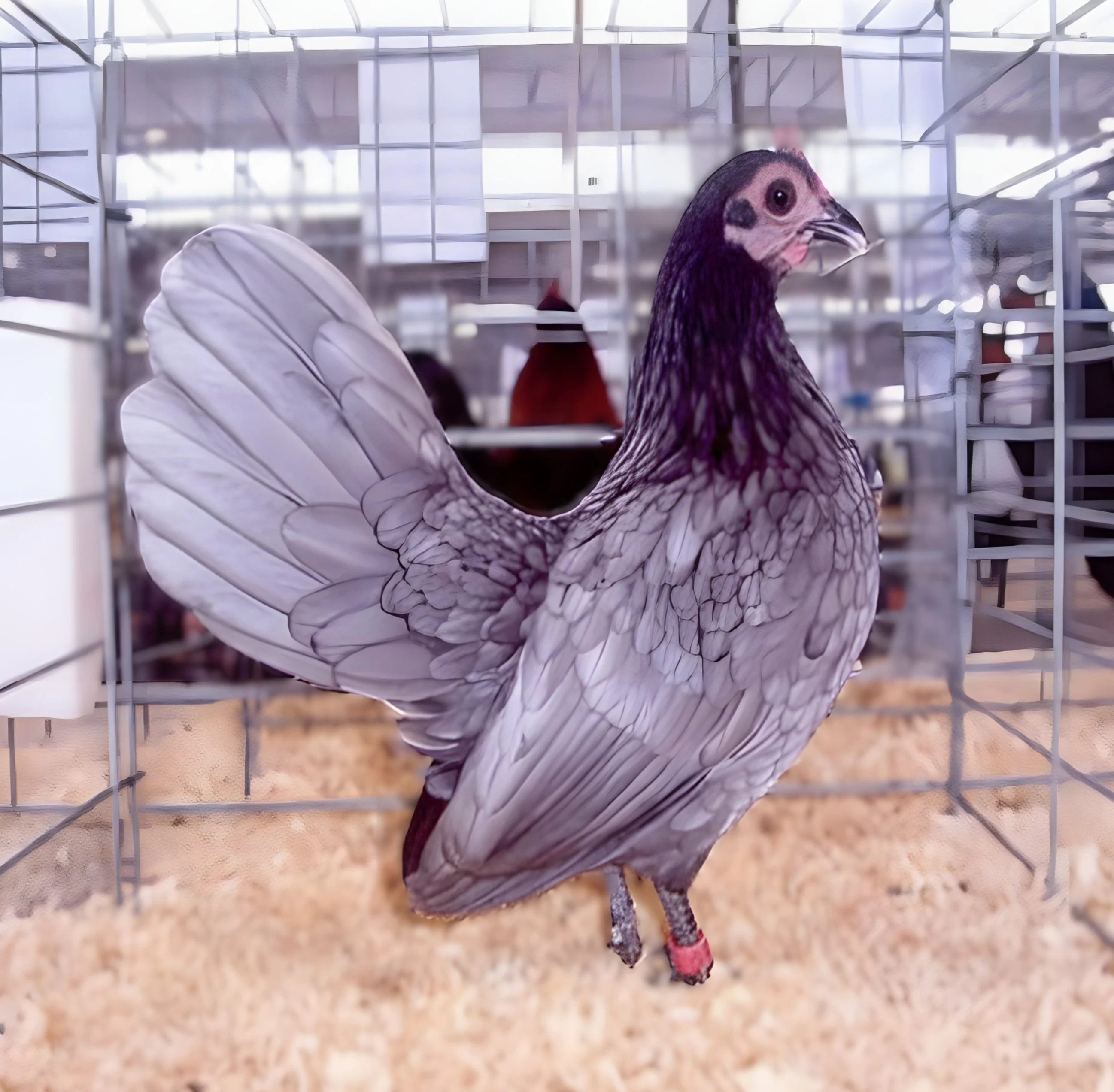 Blue Old English Game Bantam