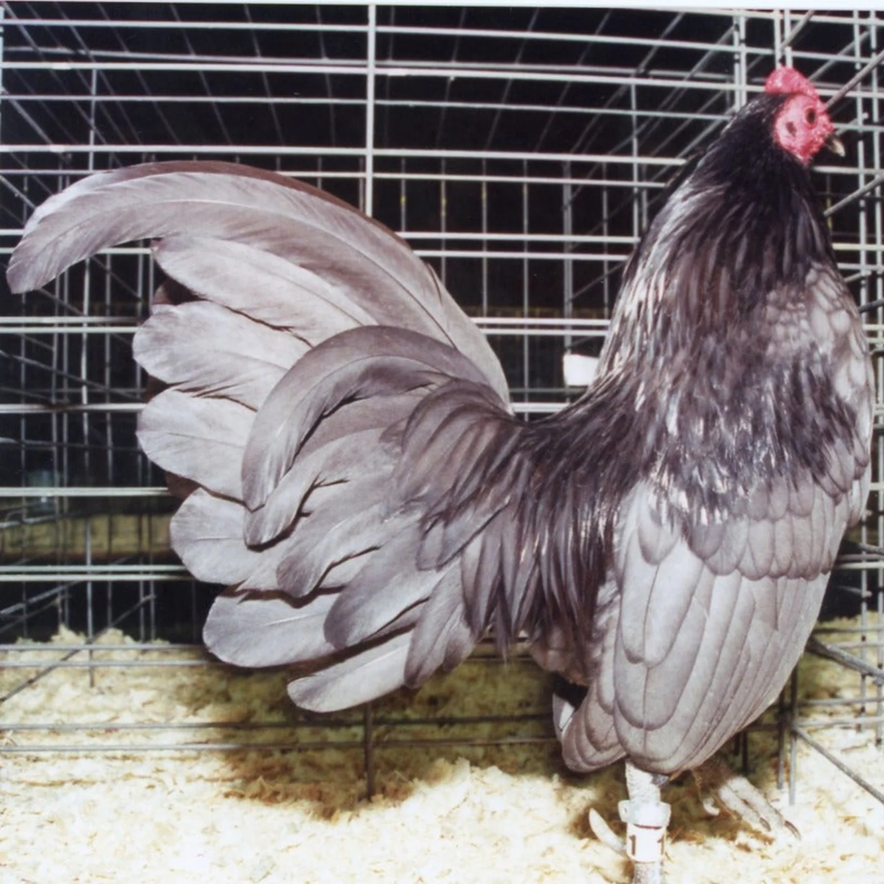 Blue Old English Game Bantam - Image 2