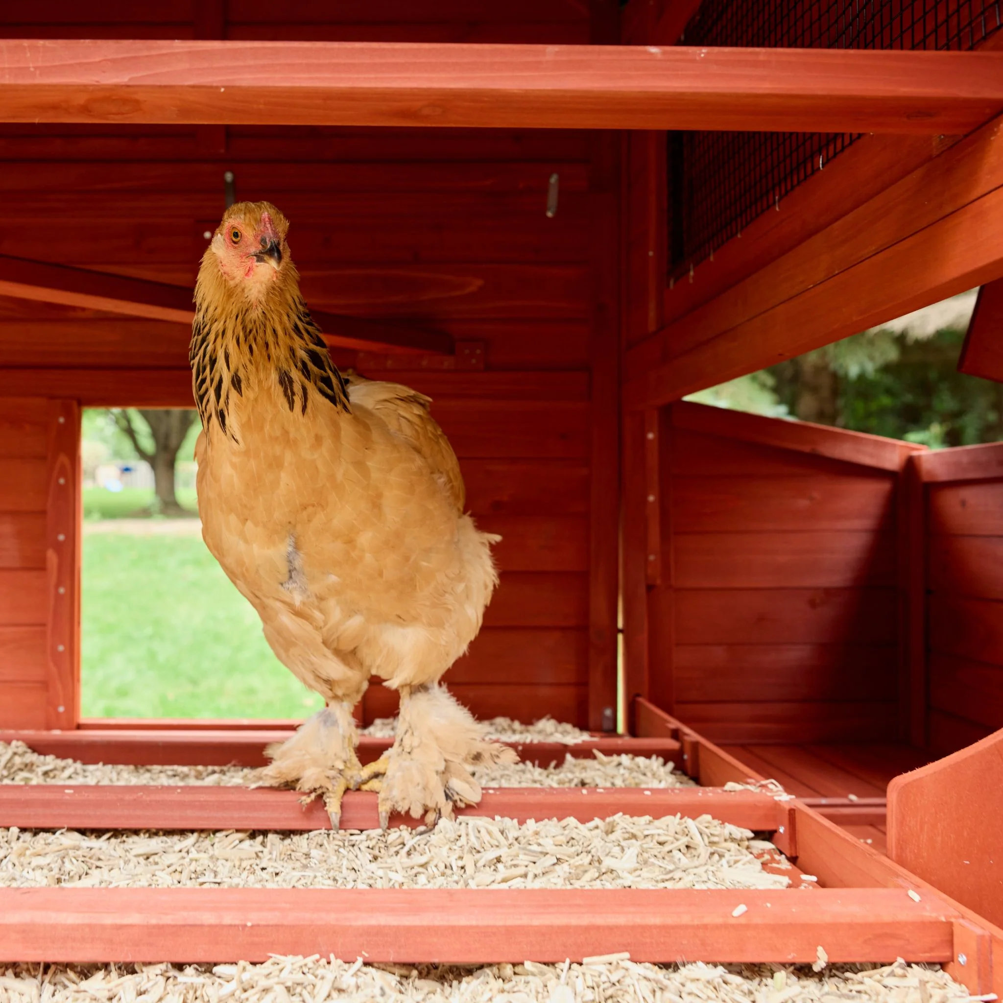 BUNDLE: Orpington Lodge Chicken Coop + Run Extension + Run Roof - Image 8