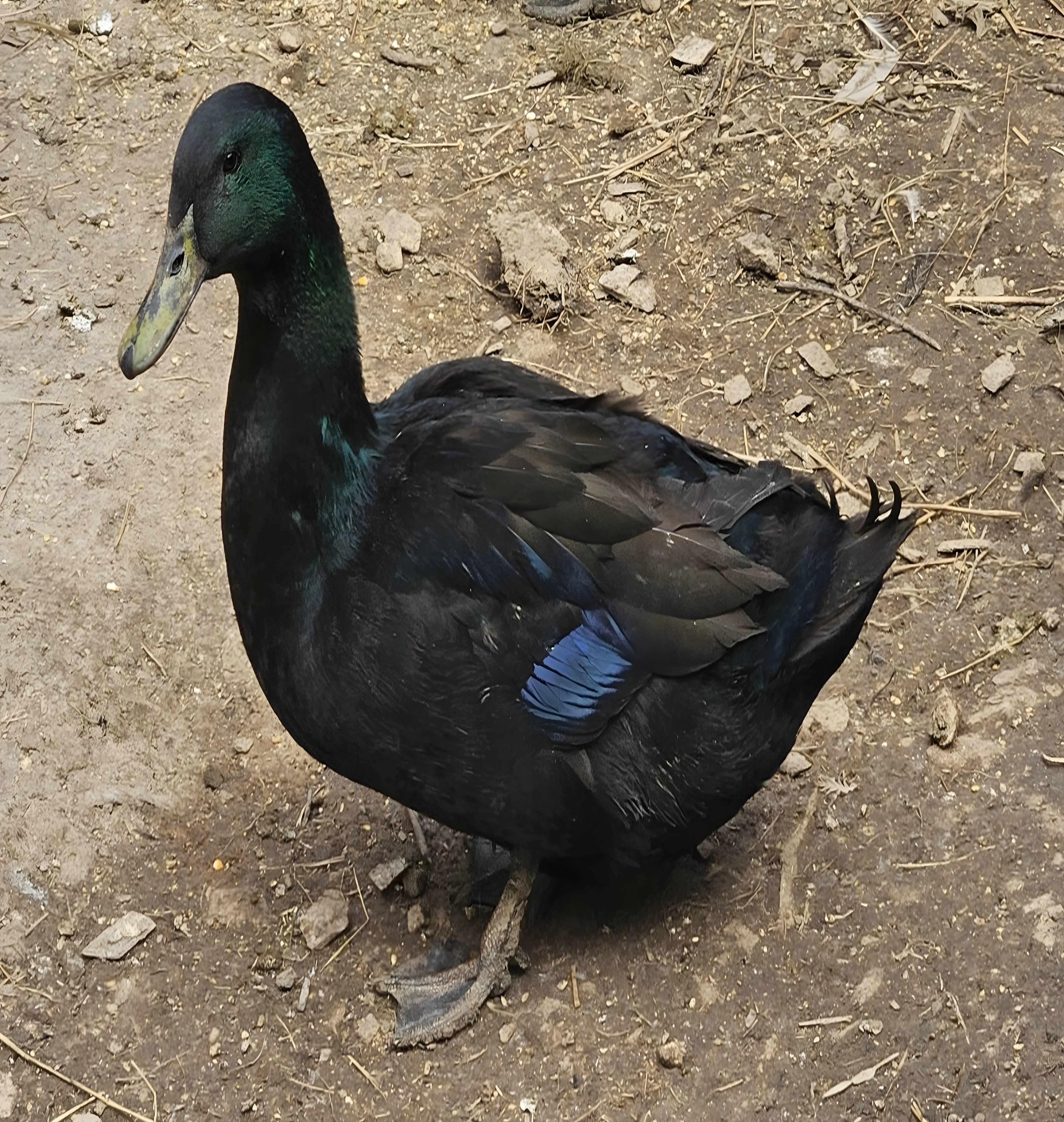 Cayuga Ducks