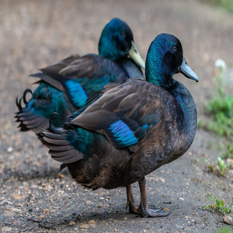 Cayuga Ducks - Image 2