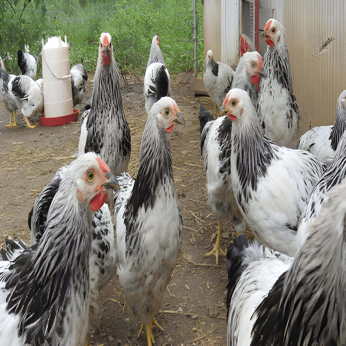 Columbian Wyandotte Chicken - Image 2