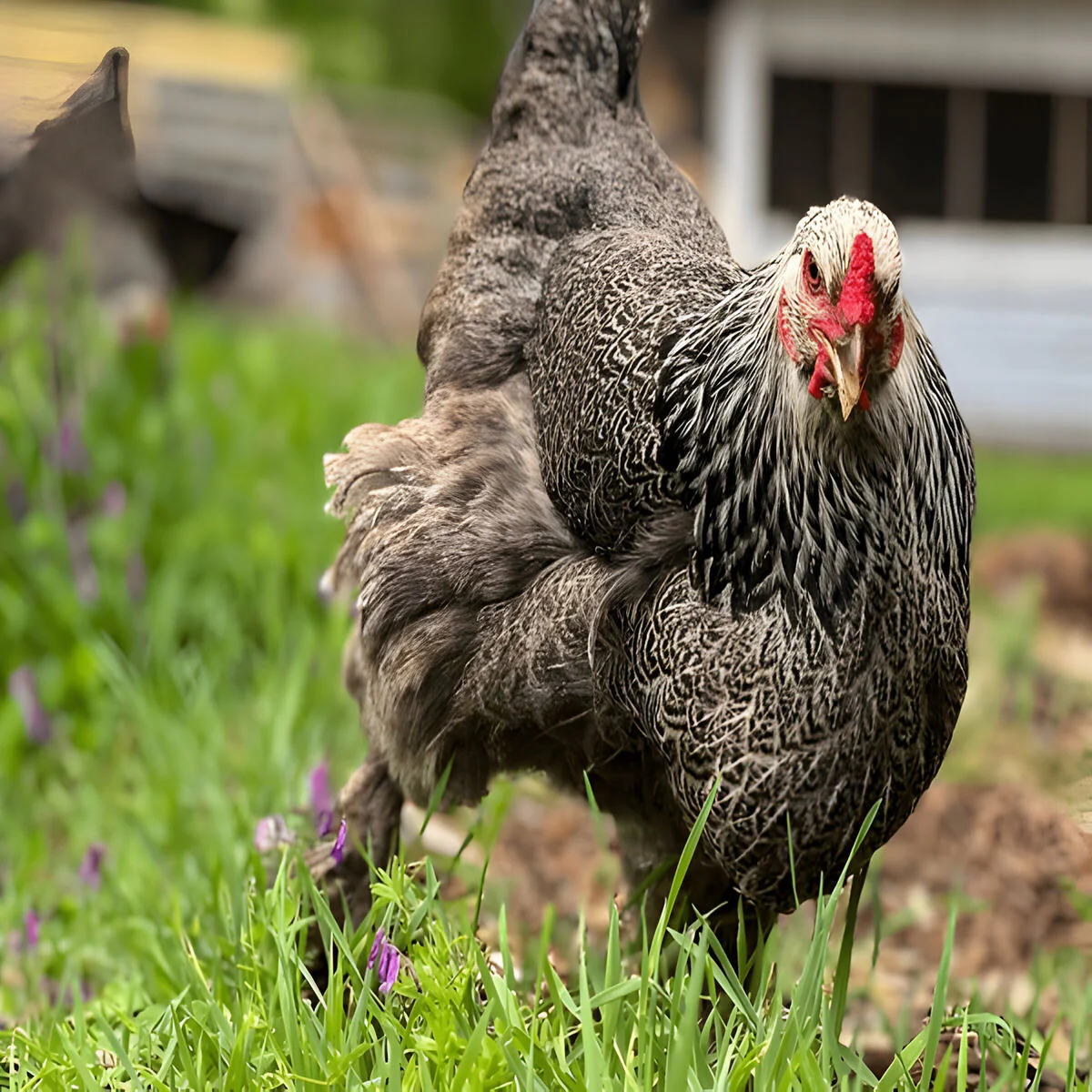 Dark Brahma Chicken - Image 2