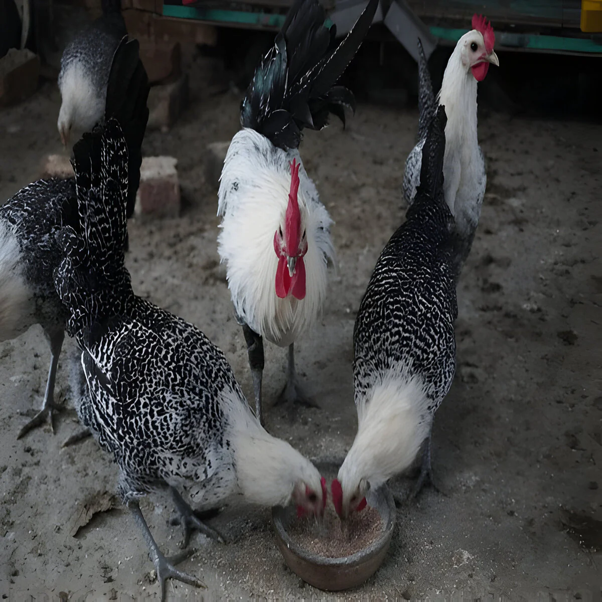 Egyptian Fayoumis - Image 2