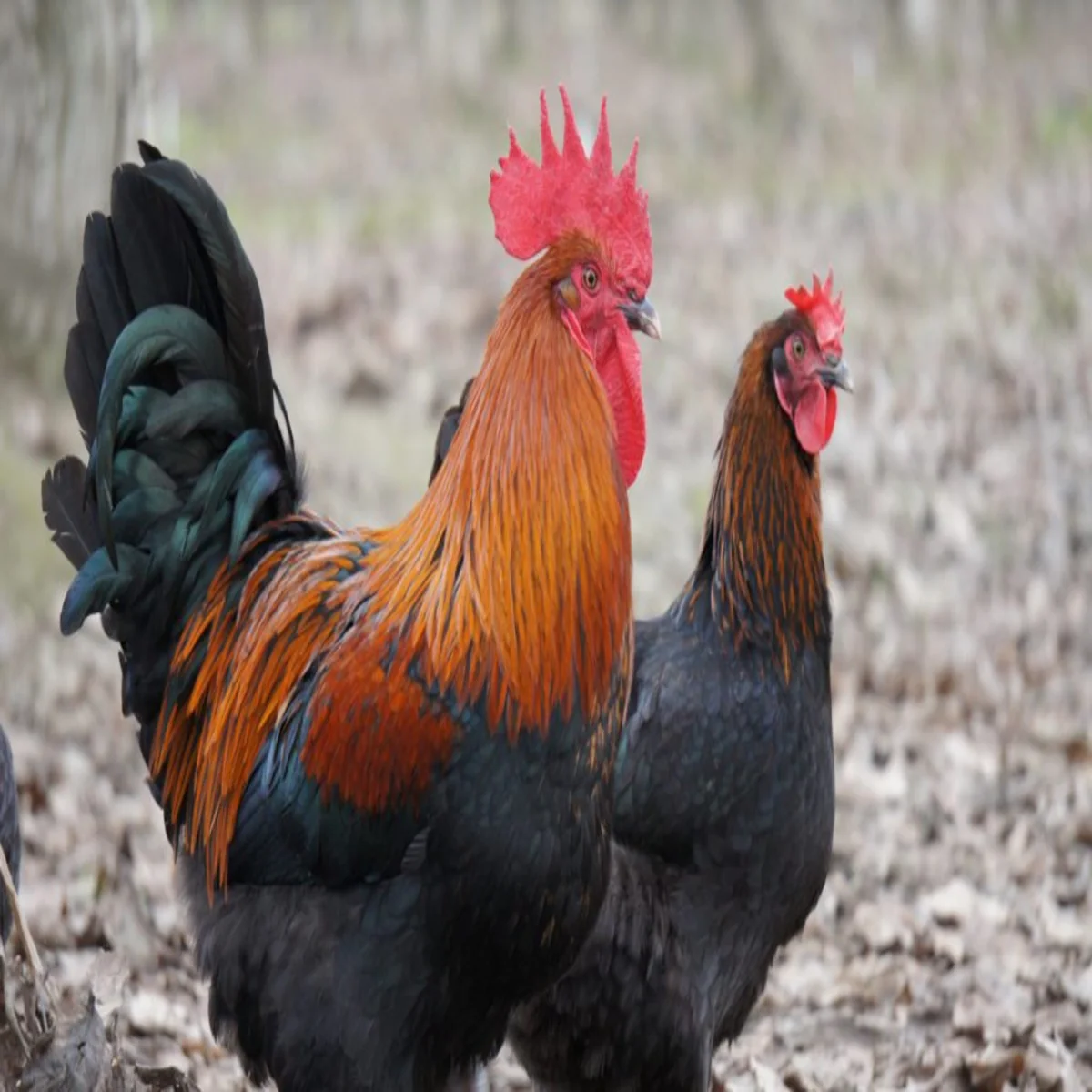 French Black Copper Marans - Image 2