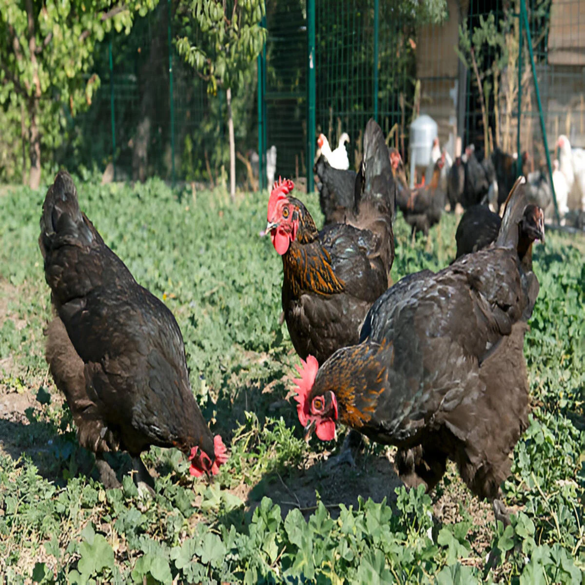 French Black Marans - Image 2