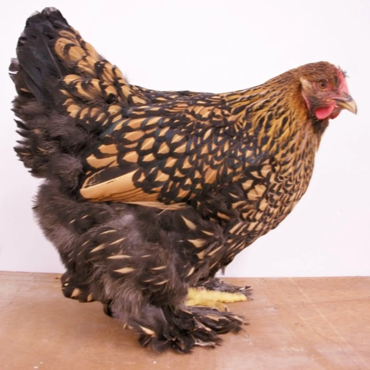 Golden Laced Cochin Standard Chicken - Image 2