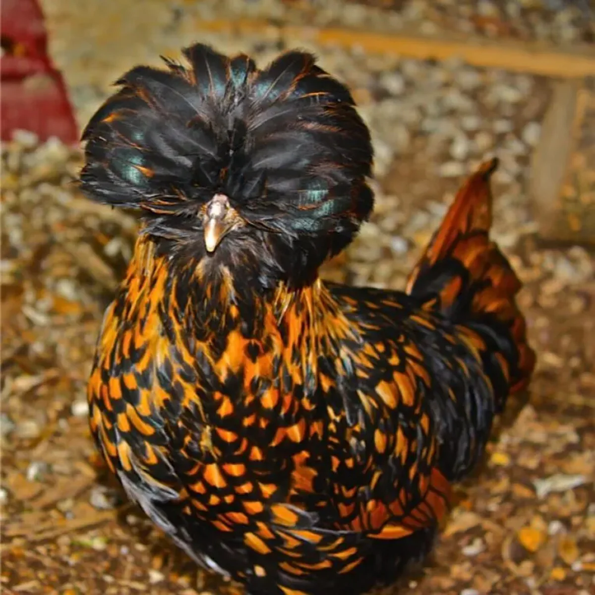 Golden Laced Polish Chicken - Image 2