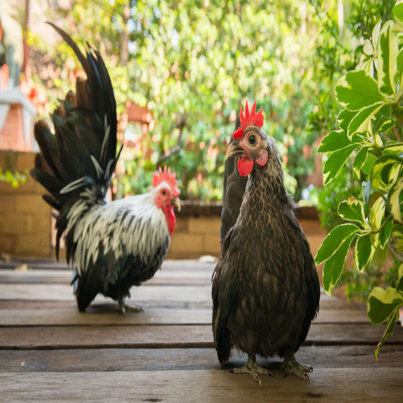 Gray Japanese Bantam - Image 2