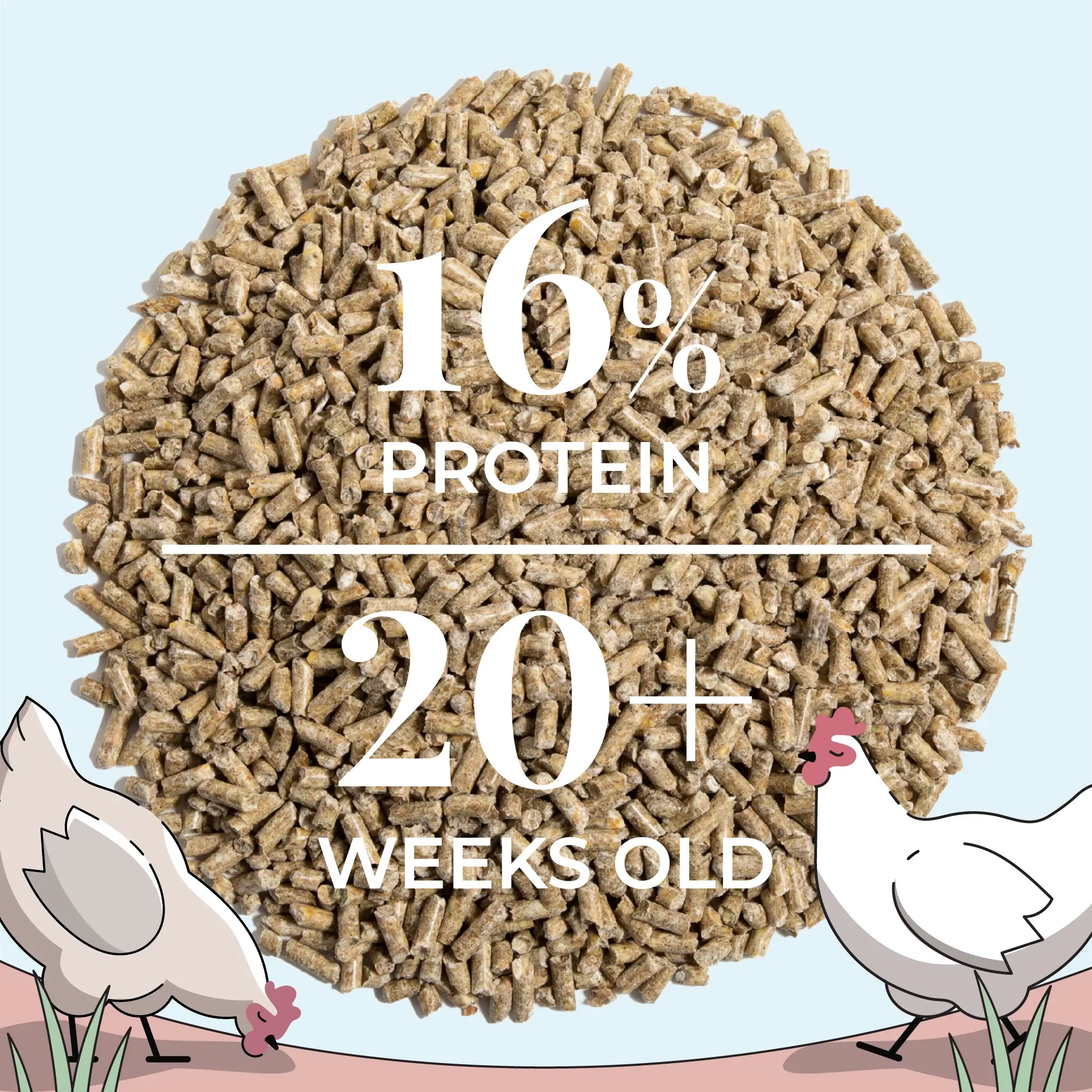 Layer Organic Chicken Feed - Image 16