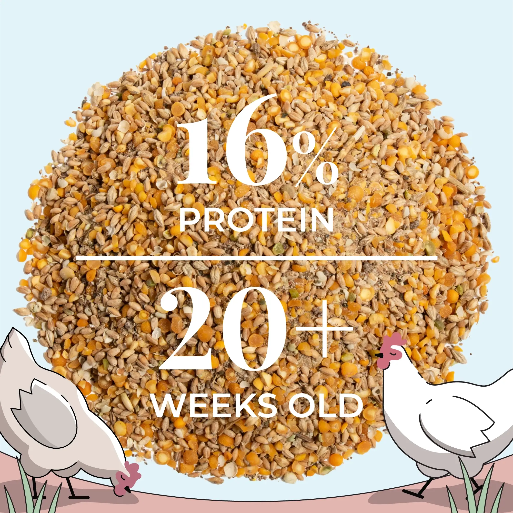 Layer Organic Chicken Feed - Image 24