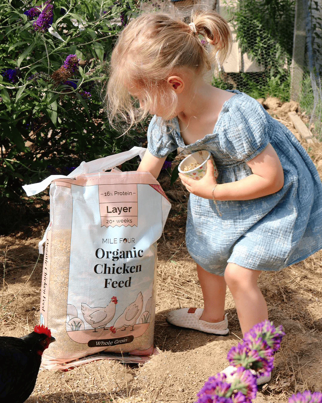 Layer Organic Chicken Feed - Image 25