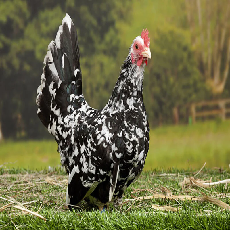 Mottled Japanese Bantam