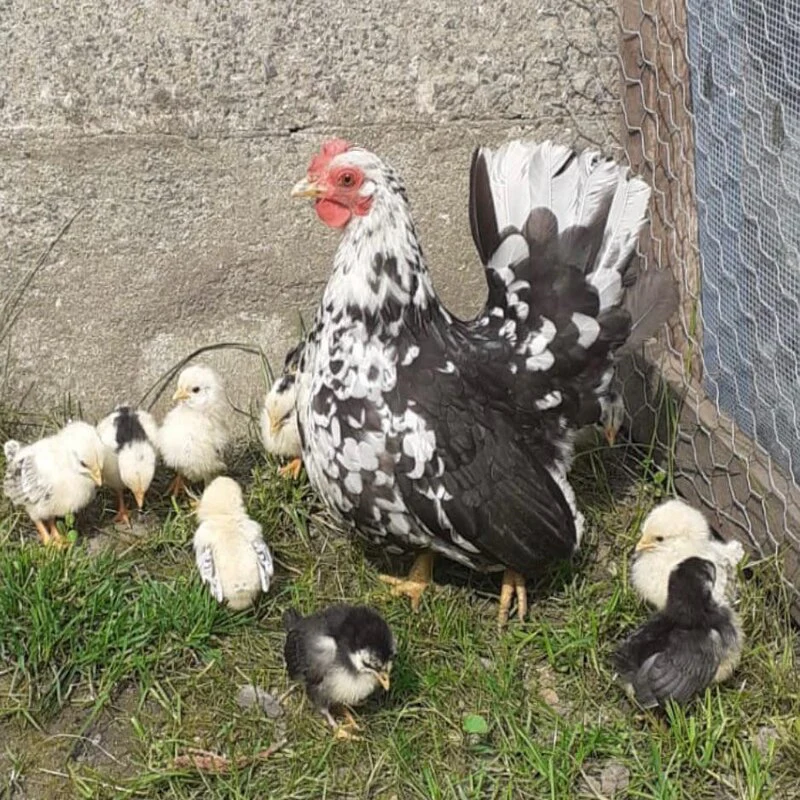 Mottled Japanese Bantam - Image 2
