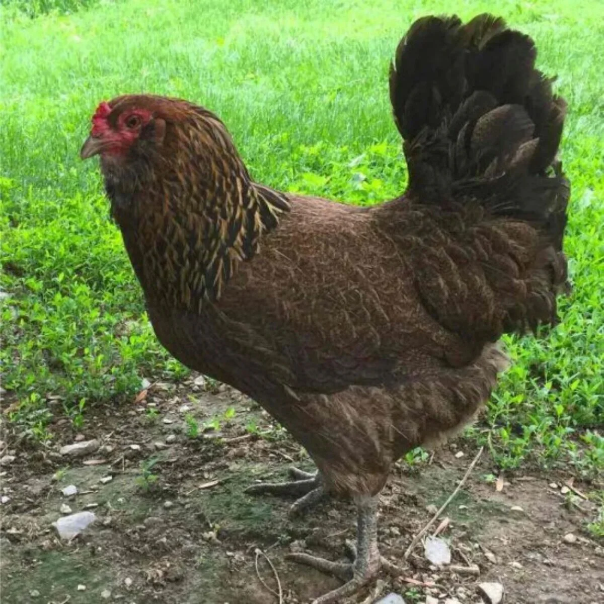 Olive Egger Chicken