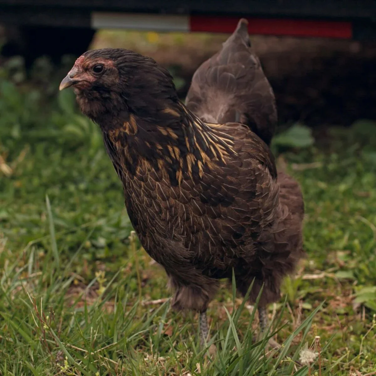 Olive Egger Chicken - Image 2
