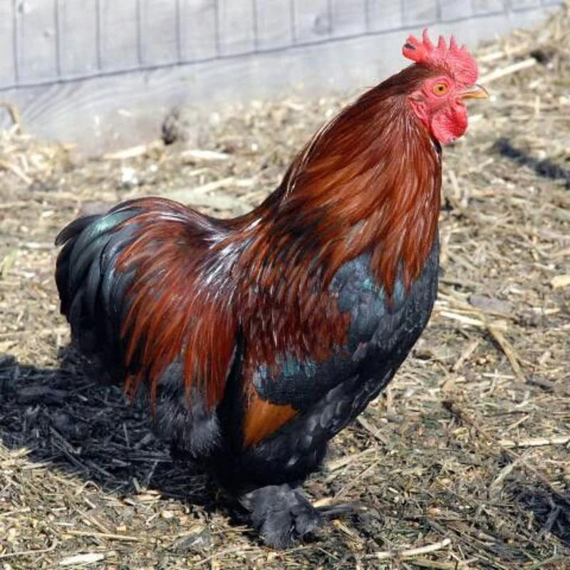 Partridge Cochin Bantam - Image 2