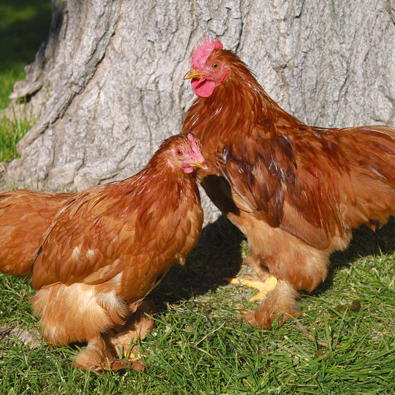 Red Cochin Bantam - Image 2