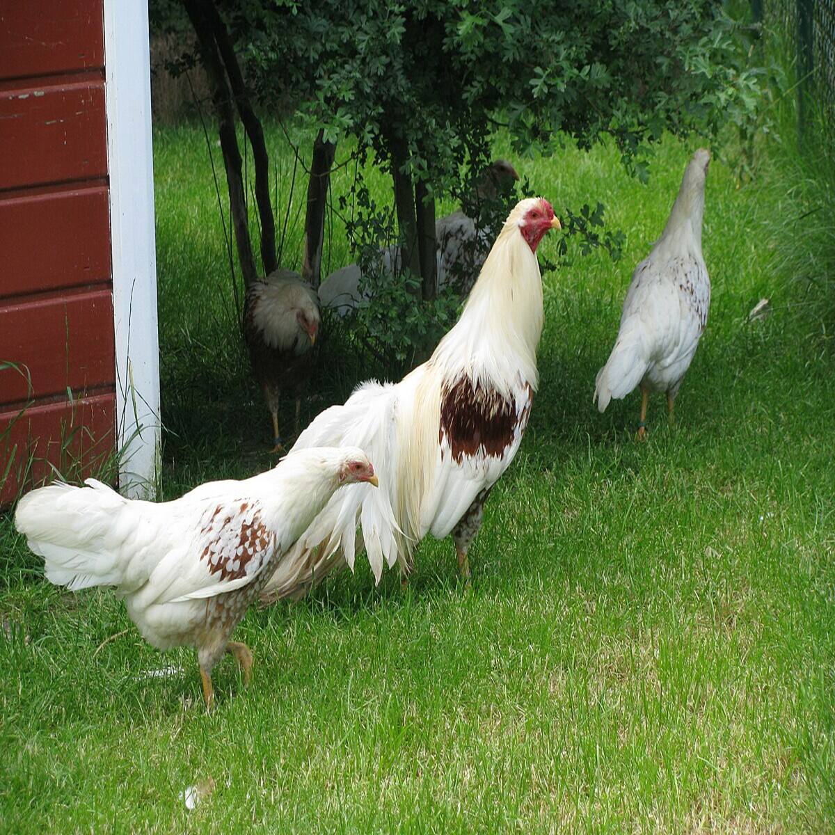 Red Shoulder Yokohama Chicken - Image 2