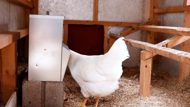 RentACoop Galvanized Chicken Tough Feeder - 10lb - Image 4