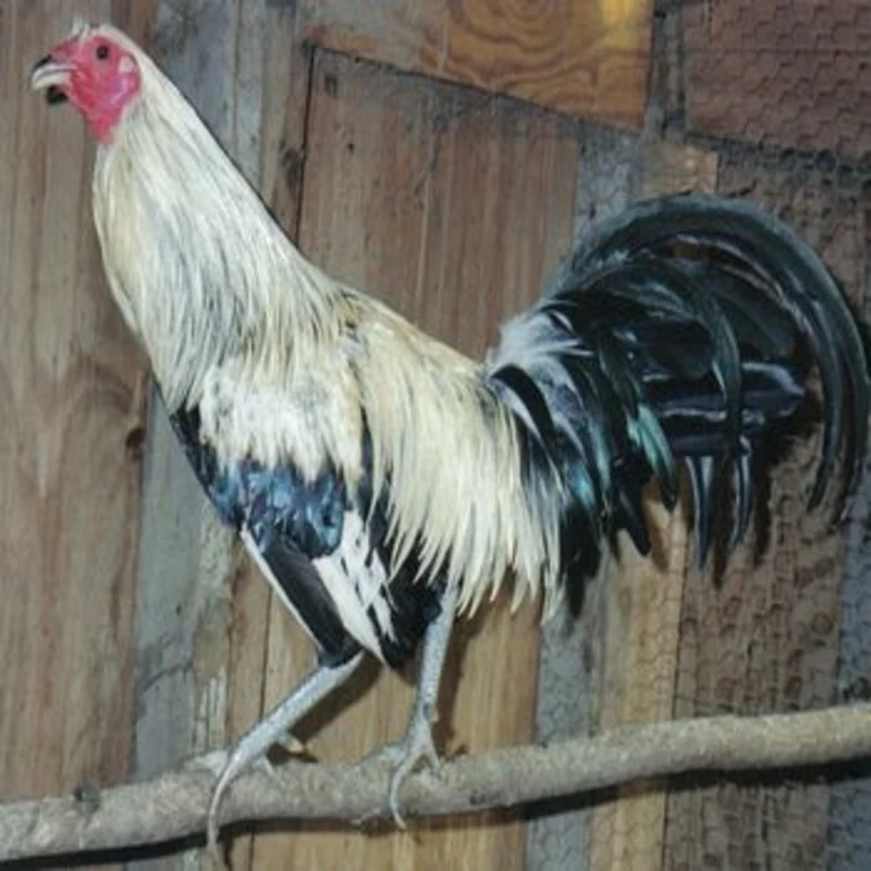 Silver Duckwing Jungle Fowl Standard Old English - Image 2