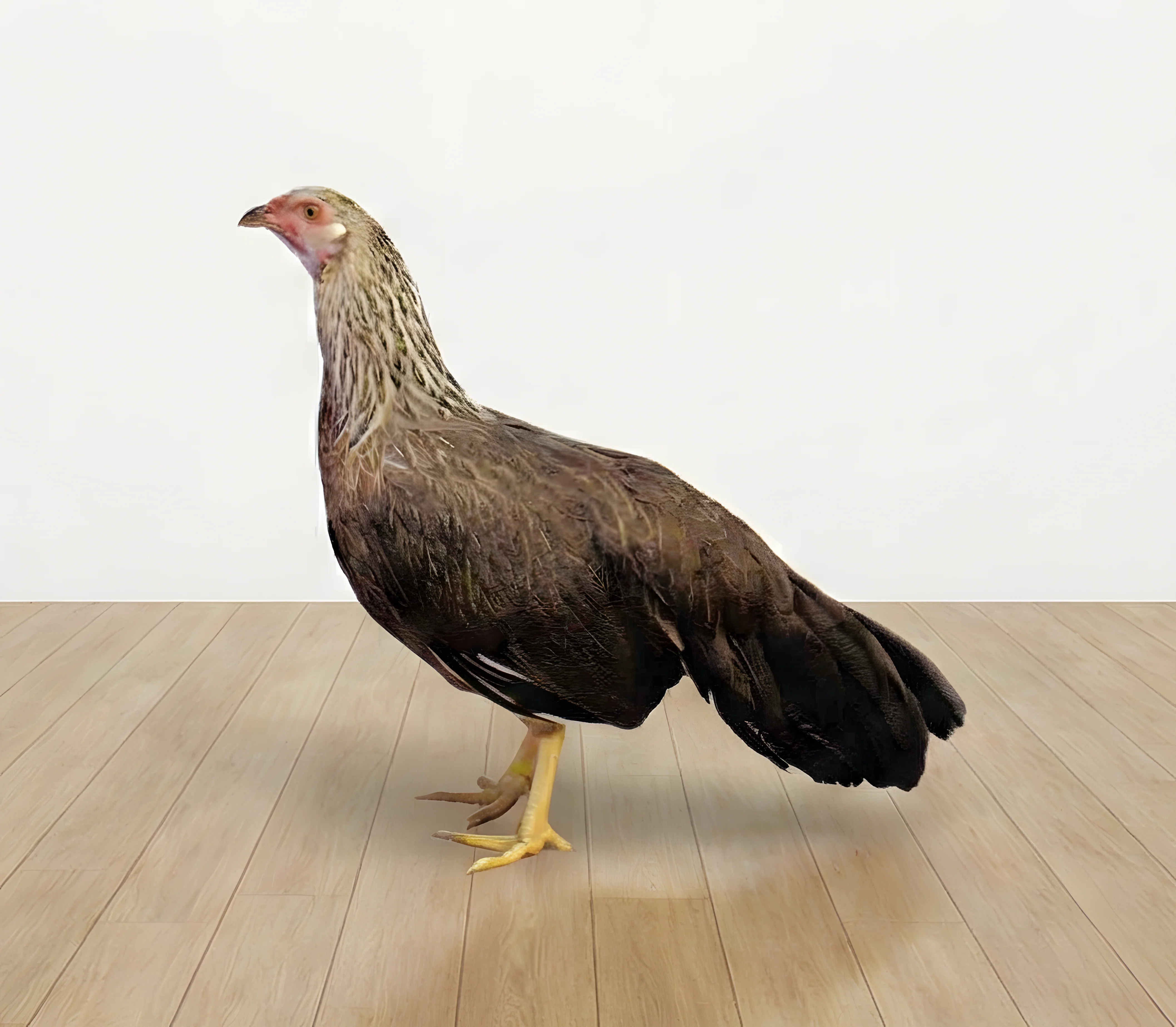 Silver Duckwing Yokohama Chicken