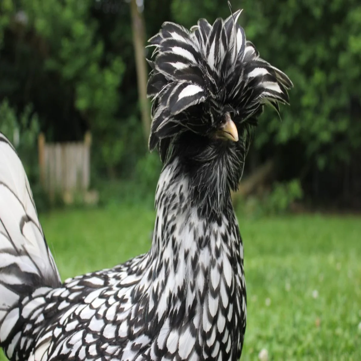 Silver Laced Polish Chicken - Image 2