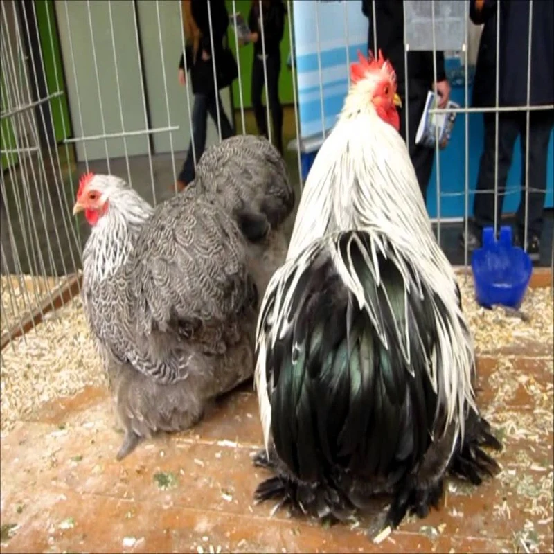 Silver Penciled Cochin Bantam - Image 2