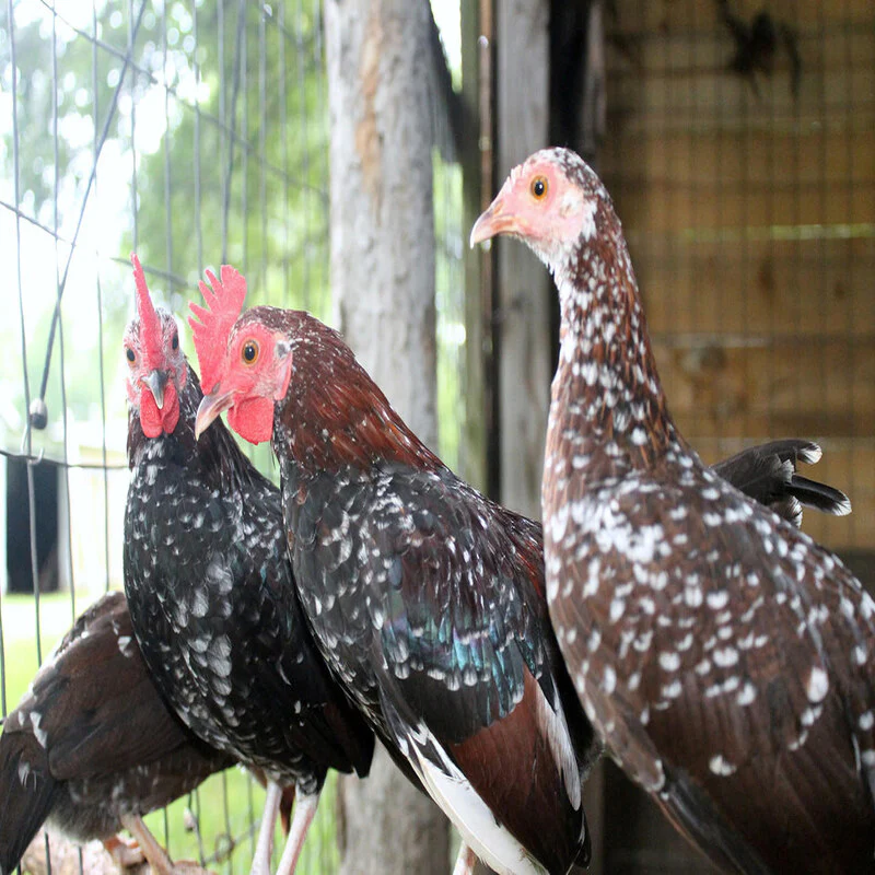 Spangled Old English Game Bantam - Image 2