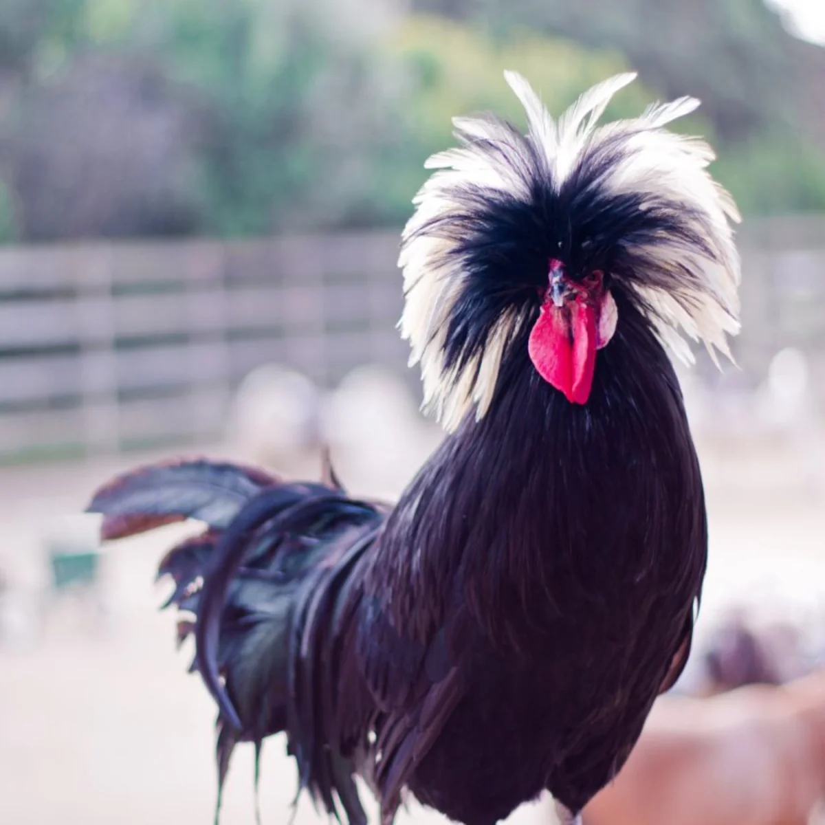 White Crested Black Polish Chicken - Image 2