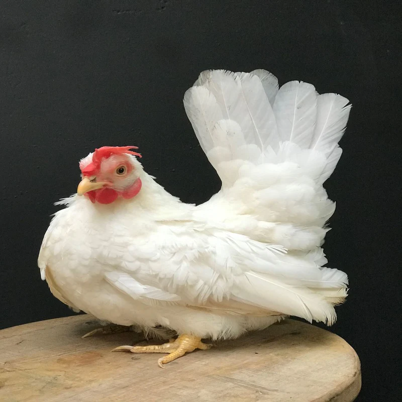 White Japanese Bantam - Image 2