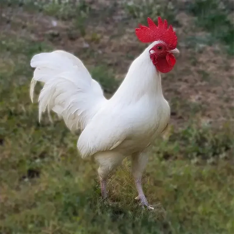 White Old English Game Bantam