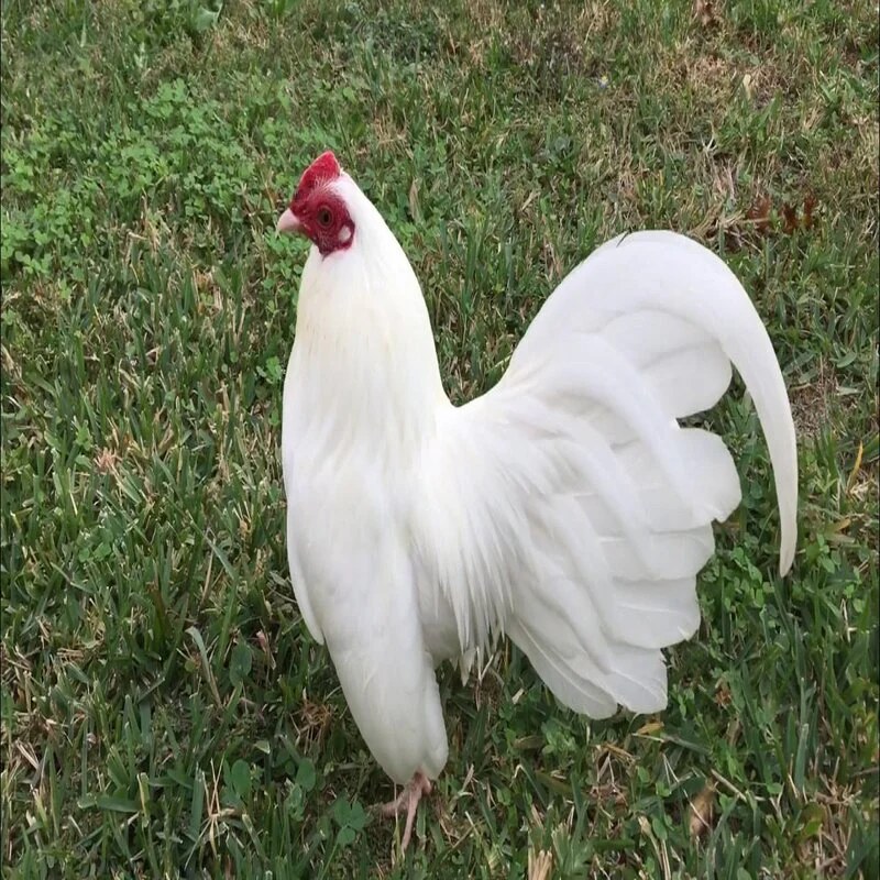 White Old English Game Bantam - Image 2